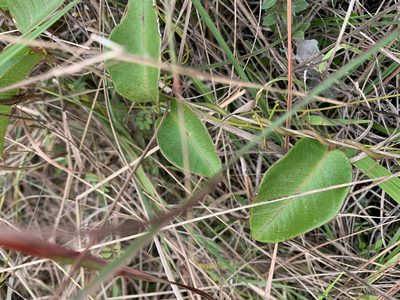 Echites umbellatus, photographed by Brandon Corder