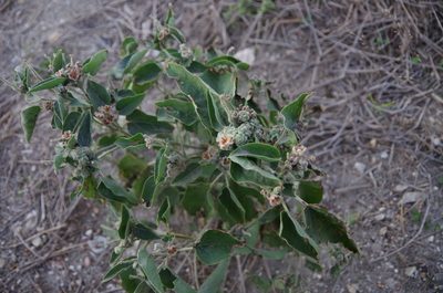 Croton heptalon, photographed by Eric Knight