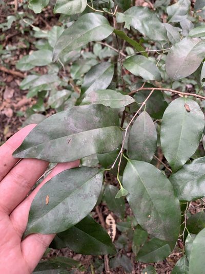 Prunus myrtifolia, photographed by Brandon Corder