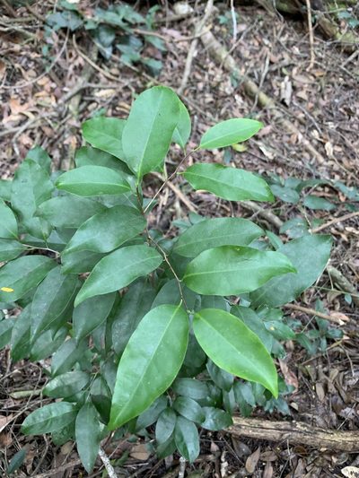 Prunus myrtifolia, photographed by Brandon Corder