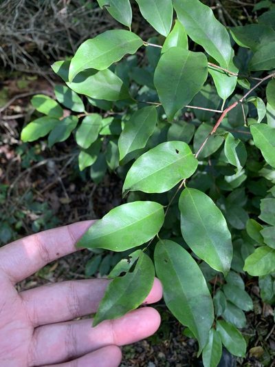 Prunus myrtifolia, photographed by Brandon Corder