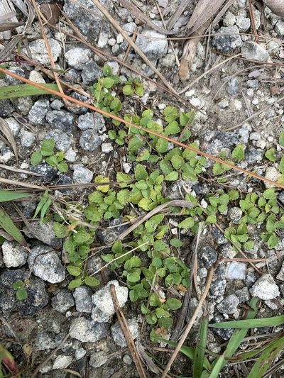 Acalypha chamaedrifolia, photographed by Brandon Corder