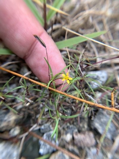Pectis glaucescens, photographed by Brandon Corder