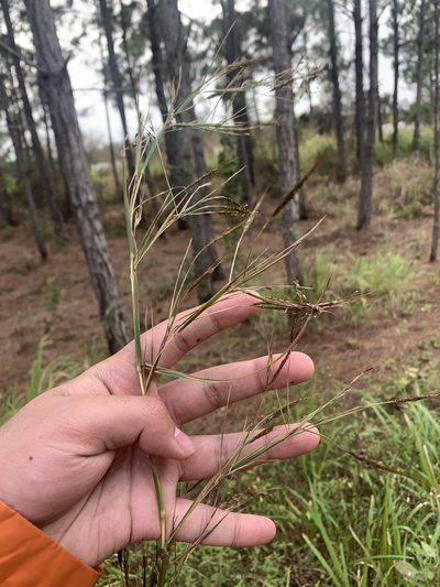Hyparrhenia rufa, photographed by Brandon Corder