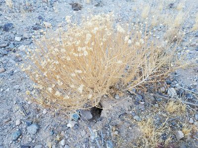 Acamptopappus sphaerocephalus, photographed by Bob Miller
