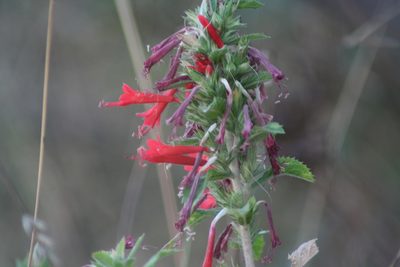 Loeselia mexicana, photographed by Luis F. Ramírez