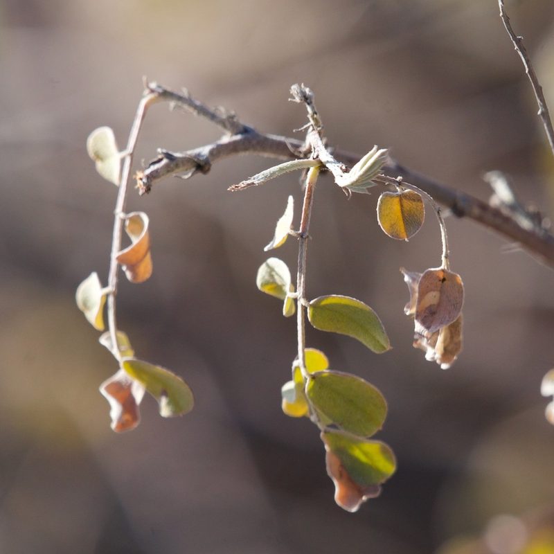 Indigofera fruticosa, photographed by Bill Levine