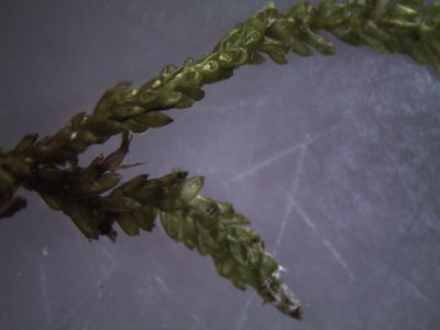 Weymouthia cochlearifolia, photographed by John Steel