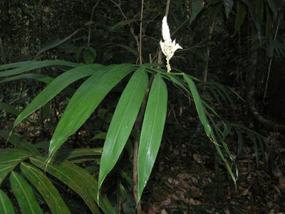 Alpinia oxymitra, photographed by Oleg Kosterin