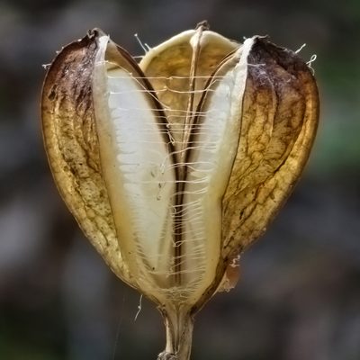 Cardiocrinum cordatum, photographed by Timur Kalininsky