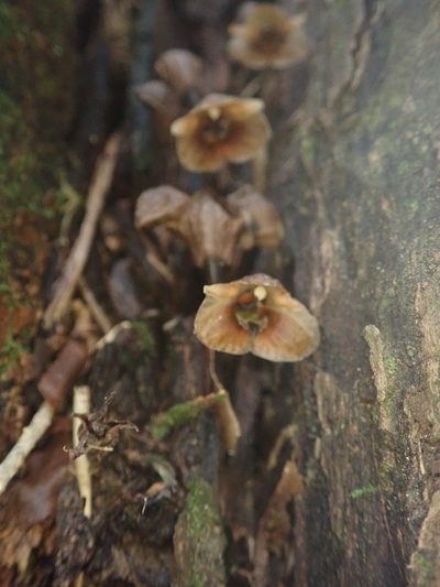Gastrodia pubilabiata, photographed by Meng-Ying Tsai