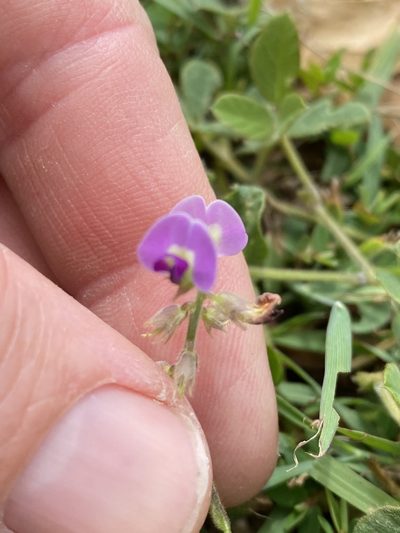 Glycine tomentella, photographed by Greg Tasney
