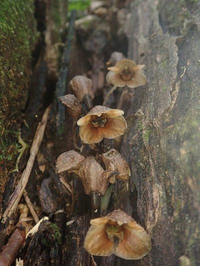 Gastrodia pubilabiata, photographed by Meng-Ying Tsai