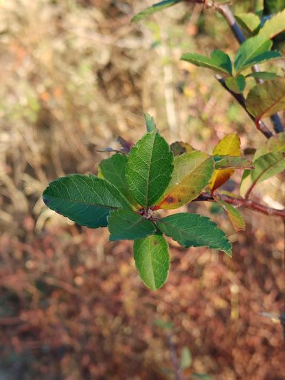 Malus angustifolia, photographed by Scott Allen Davis
