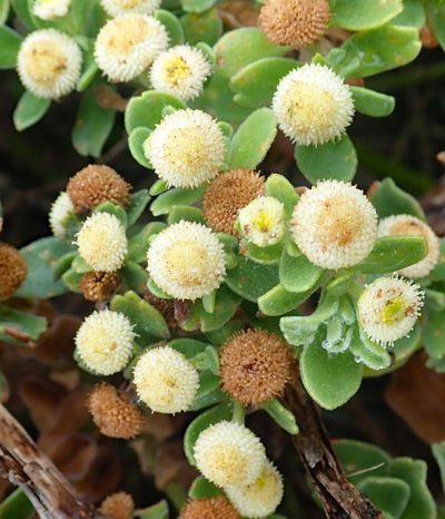 Leptinella featherstonii, photographed by Peter de Lange