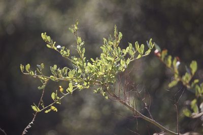 Ceanothus spinosus, photographed by Diego Blanco