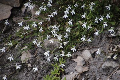 Lobelia pubescens, photographed by Tony Rebelo