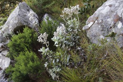 Helichrysum fruticans, photographed by Tony Rebelo