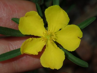 Hibbertia linearis, photographed by Thomas Mesaglio