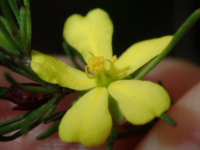 Hibbertia fasciculata, photographed by Thomas Mesaglio