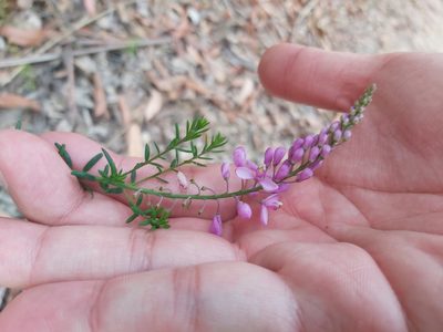 Comesperma ericinum, photographed by Tim