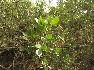 Searsia pterota, photographed by Christiaan Viljoen