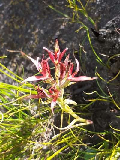 Pachites bodkinii, photographed by Brian du Preez