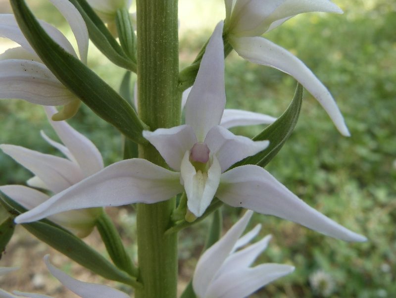 Cephalanthera epipactoides, photographed by Jean-Paul Boerekamps