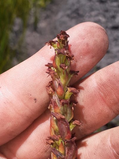 Disa micropetala, photographed by Brian du Preez