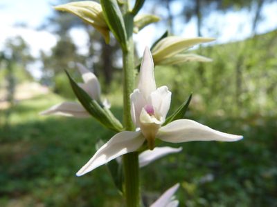 Cephalanthera epipactoides, photographed by Jean-Paul Boerekamps