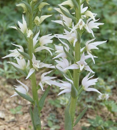 Cephalanthera epipactoides, photographed by Jean-Paul Boerekamps