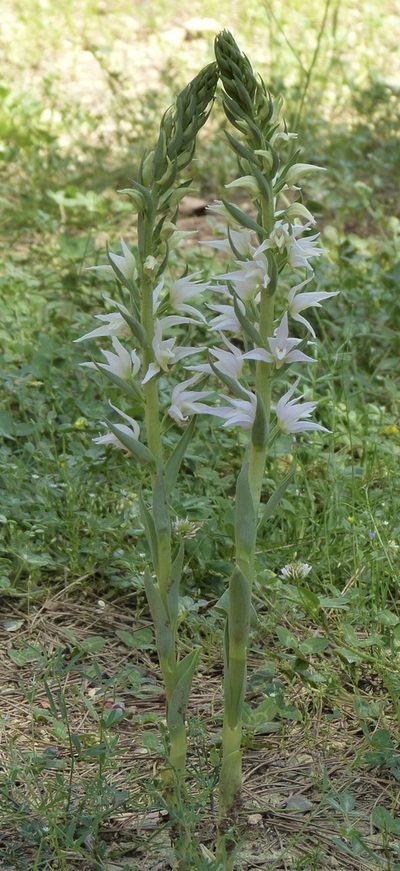 Cephalanthera epipactoides, photographed by Jean-Paul Boerekamps