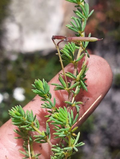Indigofera quinquefolia, photographed by Brian du Preez