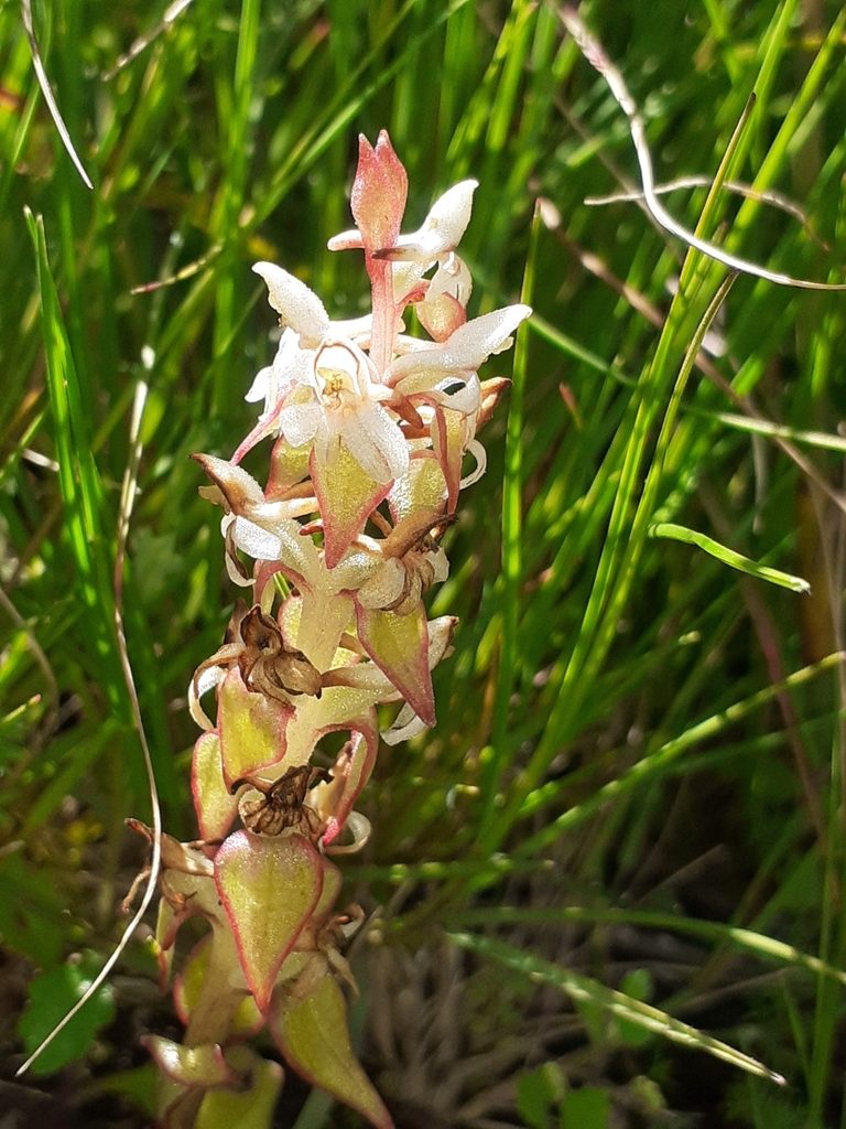 Satyrium pygmaeum, photographed by Brian du Preez