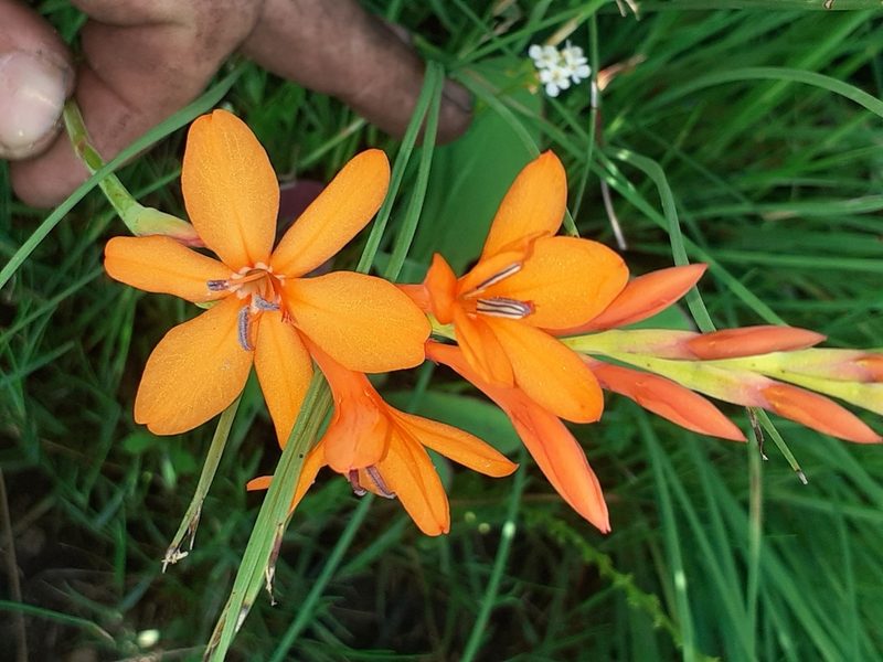 Watsonia minima, photographed by Brian du Preez