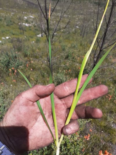 Watsonia minima, photographed by Brian du Preez