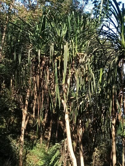 Pandanus furcatus, photographed by Patricia Rose