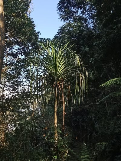 Pandanus furcatus, photographed by Patricia Rose