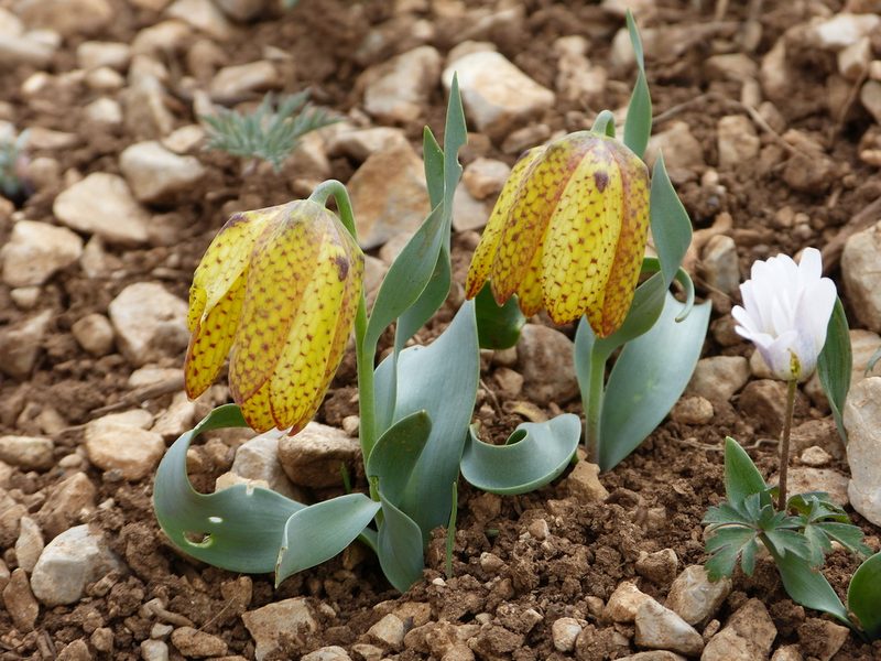 Fritillaria aurea, photographed by Jean-Paul Boerekamps