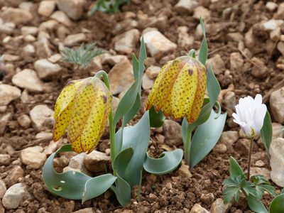 Fritillaria aurea, photographed by Jean-Paul Boerekamps