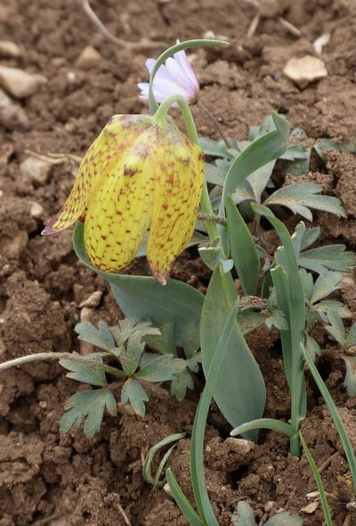 Fritillaria aurea, photographed by Jean-Paul Boerekamps