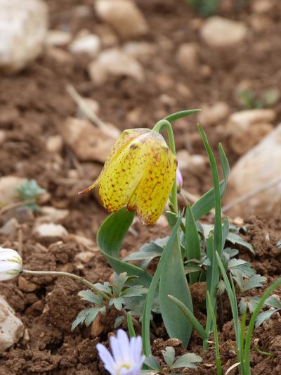 Fritillaria aurea, photographed by Jean-Paul Boerekamps