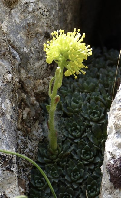 Saxifraga kotschyi, photographed by Jean-Paul Boerekamps