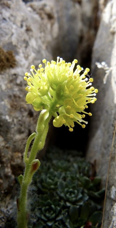 Saxifraga kotschyi, photographed by Jean-Paul Boerekamps