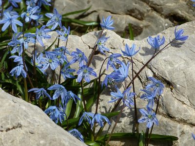 Scilla ingridiae, photographed by Jean-Paul Boerekamps