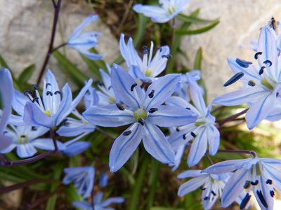 Scilla ingridiae, photographed by Jean-Paul Boerekamps