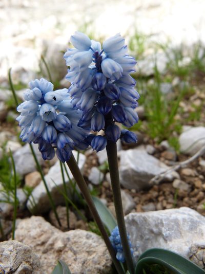 Muscari azureum, photographed by Jean-Paul Boerekamps