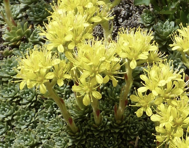 Saxifraga kotschyi, photographed by Jean-Paul Boerekamps