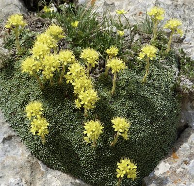 Saxifraga kotschyi, photographed by Jean-Paul Boerekamps