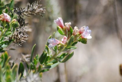 Lobostemon fruticosus, photographed by Ian Webb